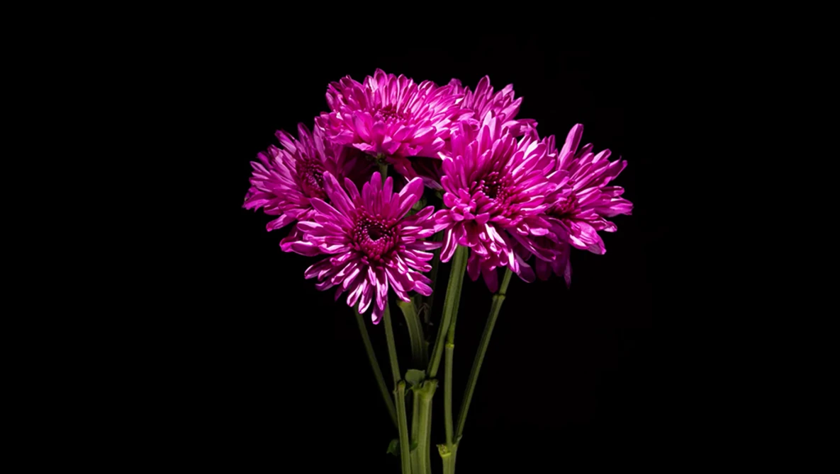 Watch How to Get Dark Backgrounds in Close-Up Photography on YouTube.