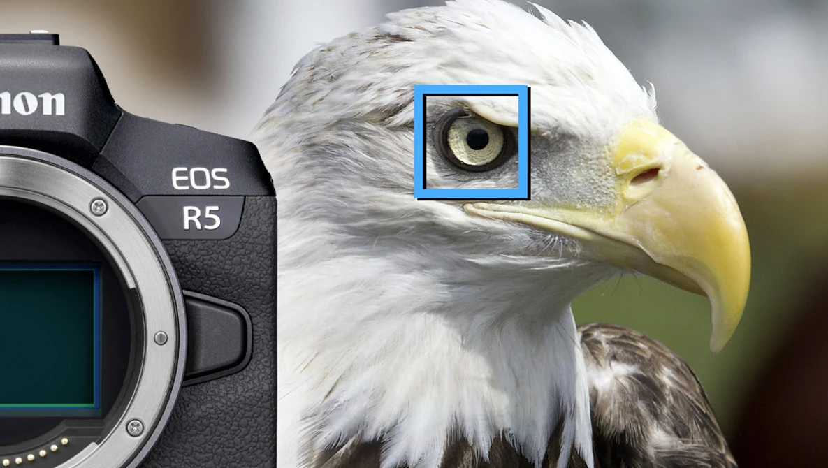 Watch CANON EOS R5 / R6 Animal Eye AF: Does it FAIL in the Real World?! (w/ RAW FILES) on YouTube.