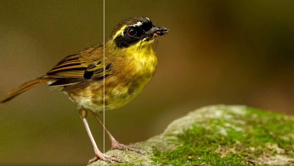 Watch NOISE - What is it? Reduce it! Remove it! Easy To Follow Advice For Wildlife Photography on YouTube.