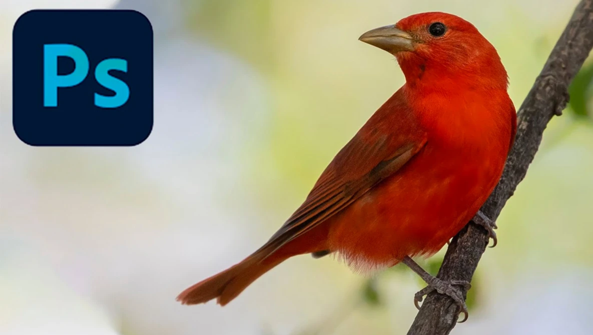 Watch WILDLIFE PHOTOGRAPHY: How To Reduce Noise And Get Pleasing Background Blur In Photoshop on YouTube.
