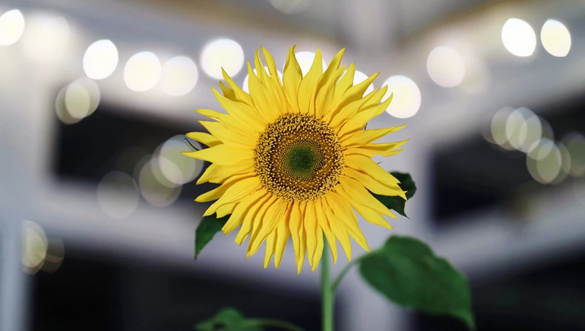 Watch Canon RF 85mm f/1.2 'L' USM lens review with samples on YouTube.
