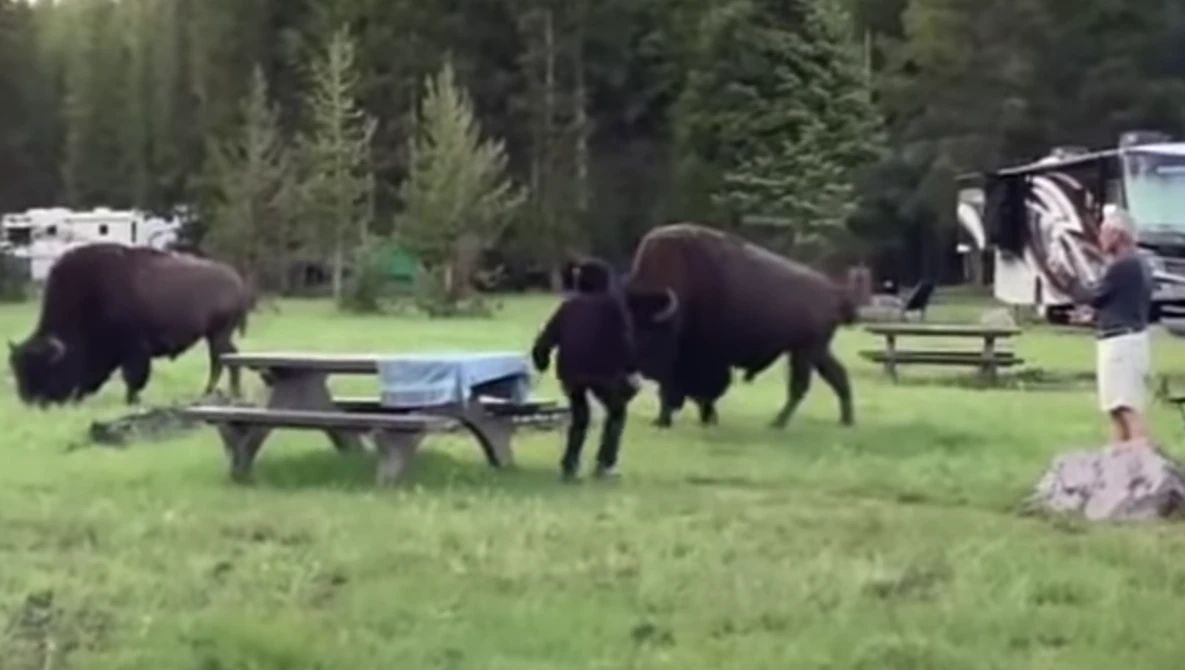 Watch Anoka Family Witnessed & Helped Woman Gored By Bison At Yellowstone National Park on YouTube.