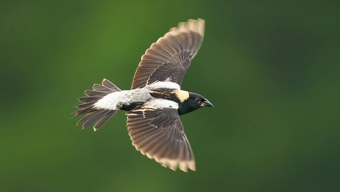 Watch In Search of Bobolink: Wisconsin Wildlife Bird Photography on YouTube.