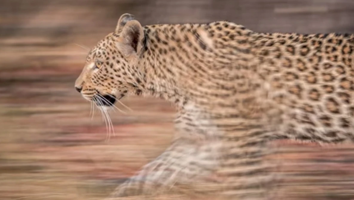 Watch PANNING photography settings. on YouTube.