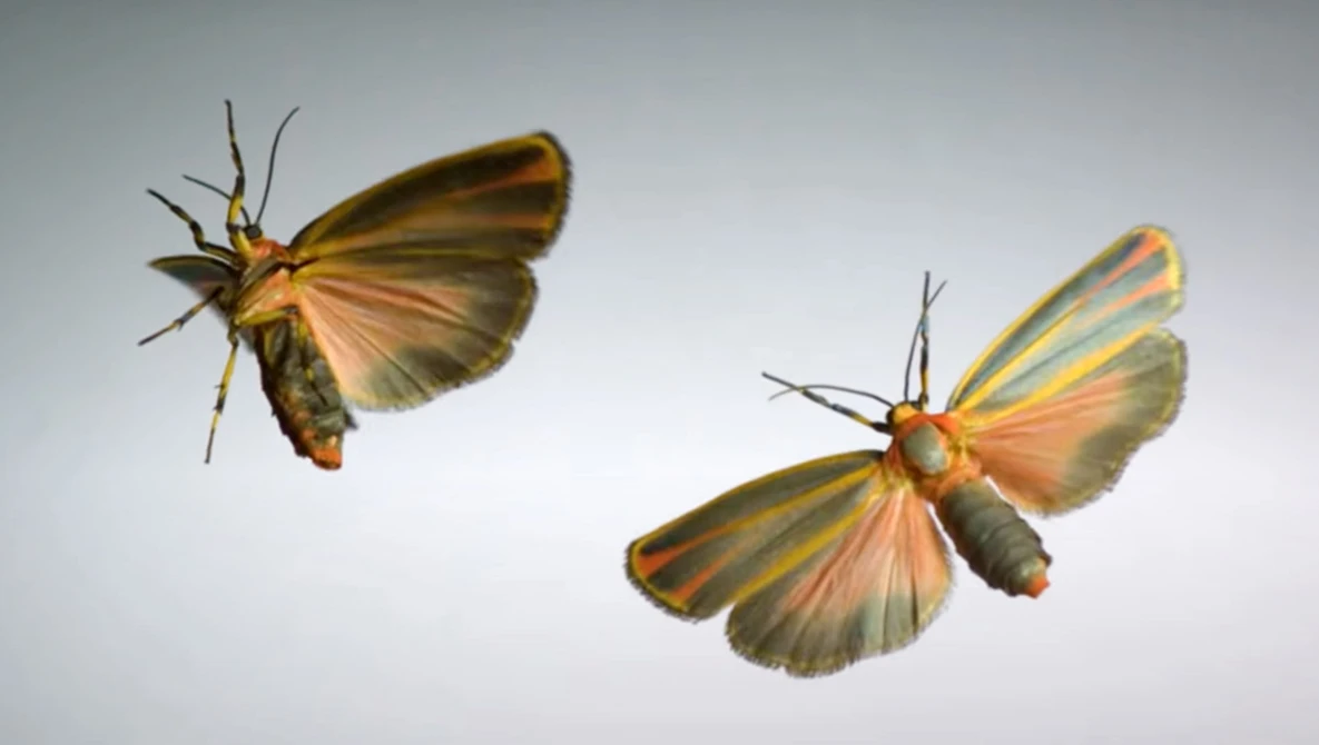 Watch Insect Flight | Capturing Takeoff & Flying at 3,200 FPS on YouTube.