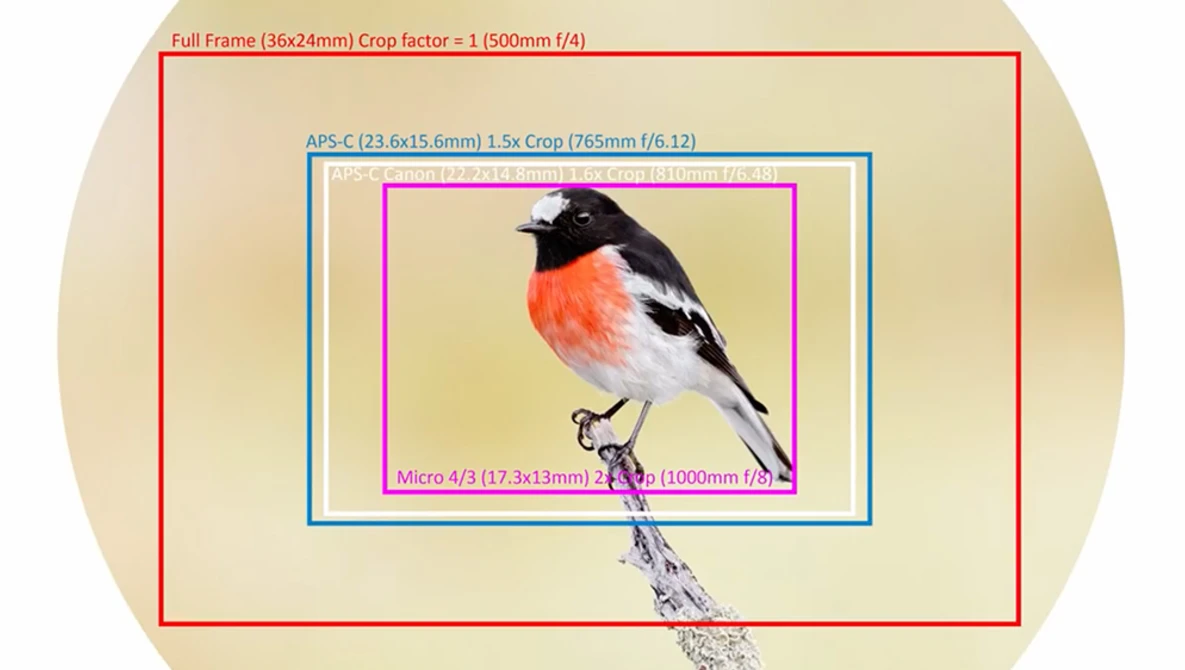 Watch Focal Length Explained for Wildlife Photography - How Converters and Sensor Sizes Work in The Field on YouTube.