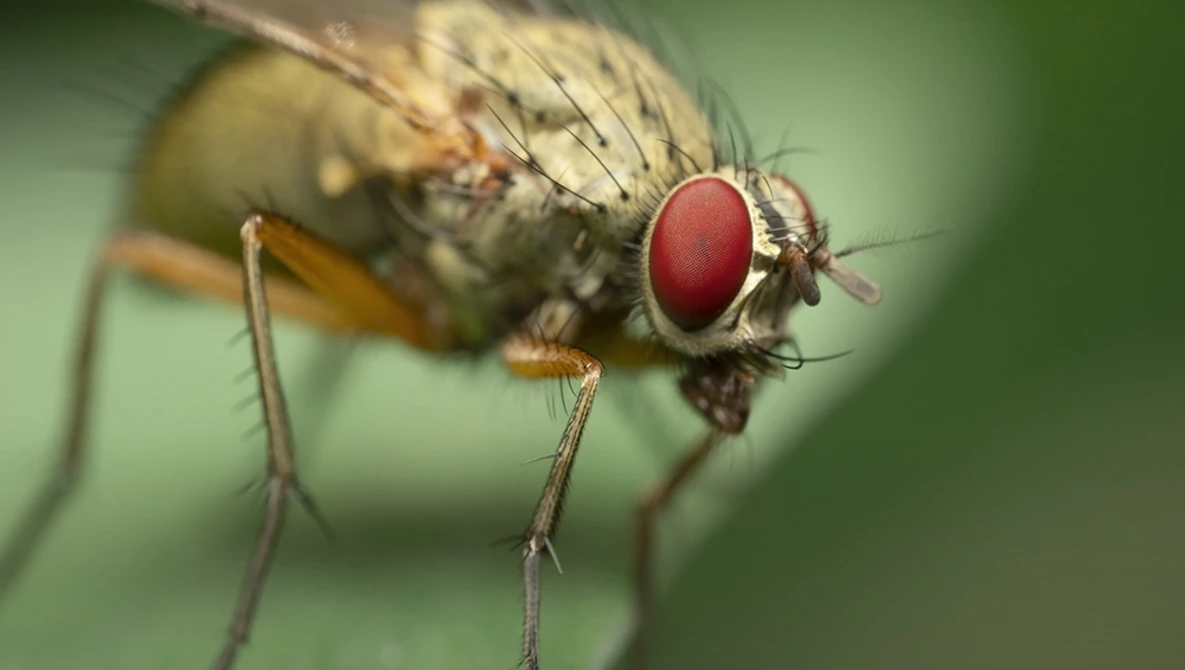 Watch How to build a Pringles Flash Diffuser for Macro Photography on YouTube.
