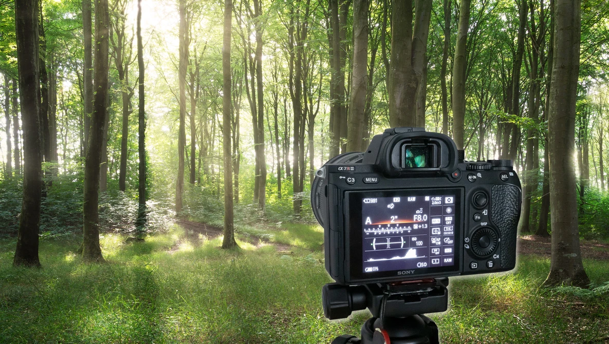Watch 24-105mm Lens Summer Woodland Photography on YouTube.