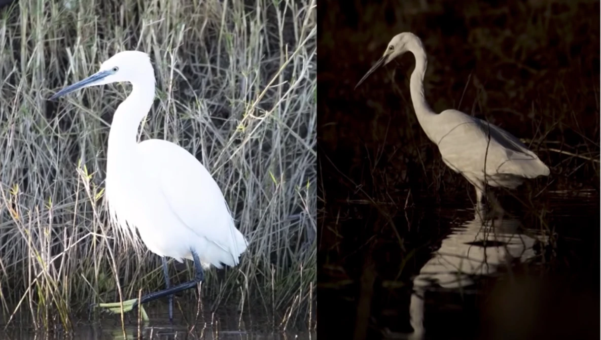 Watch Exposure compensation for wildlife photography. on YouTube.