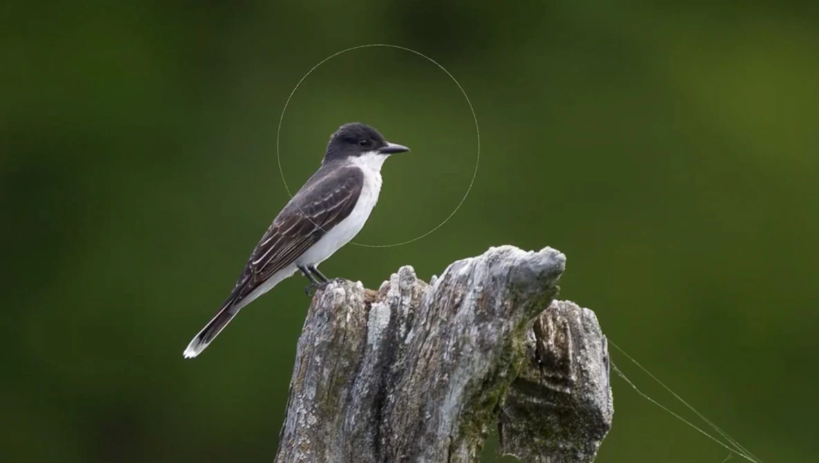 Watch Realtime Edit   Eastern Kingbird on YouTube.