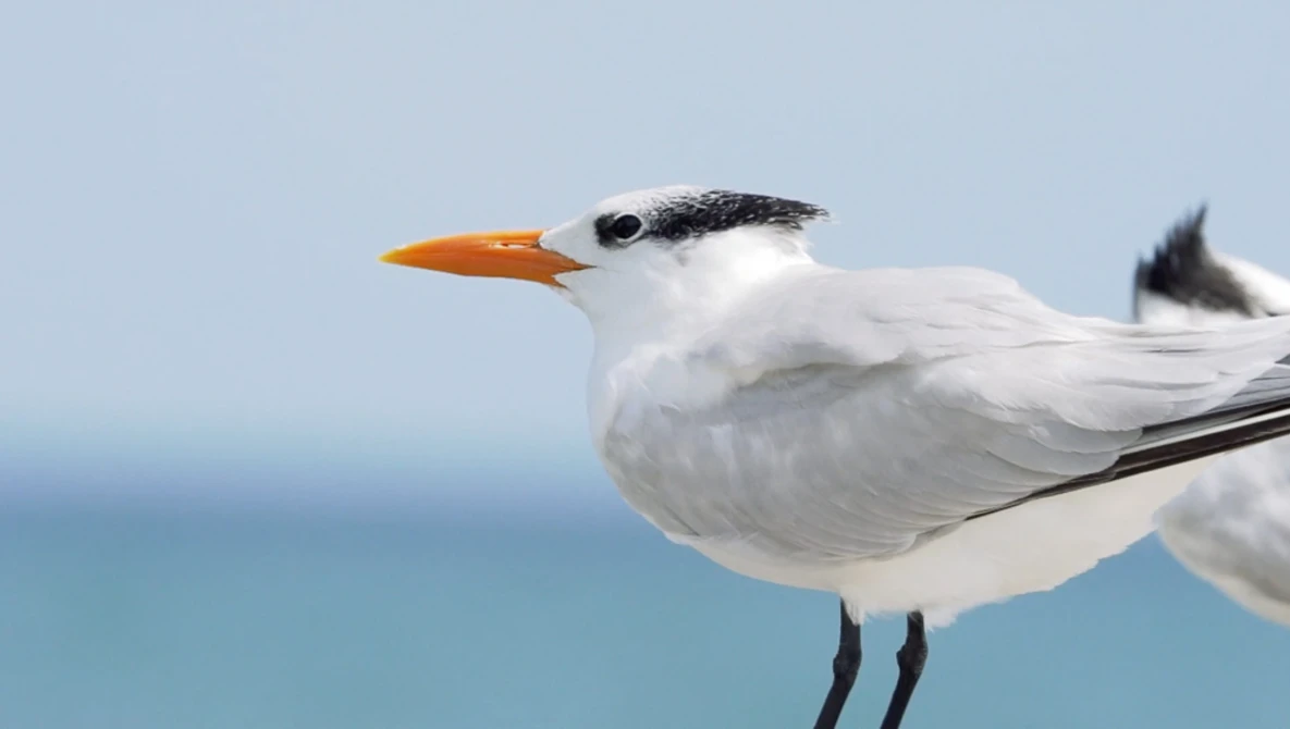 Watch What's RUINING Your Bird Photography? | Common Beginner Mistakes on YouTube.