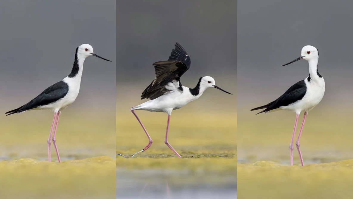 Watch Bird Photography Techniques - How to Choose the Best Pose - Does It Make A Difference? on YouTube.