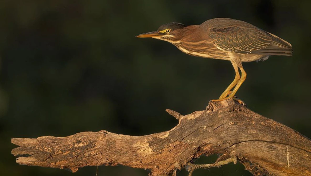 Watch Avian Reveries: Green Heron on YouTube.