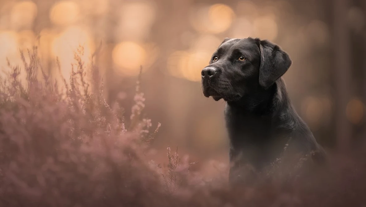 Watch DOG PHOTOGRAPHY | Stunning dog portraits - Settings, tips, edit! on YouTube.