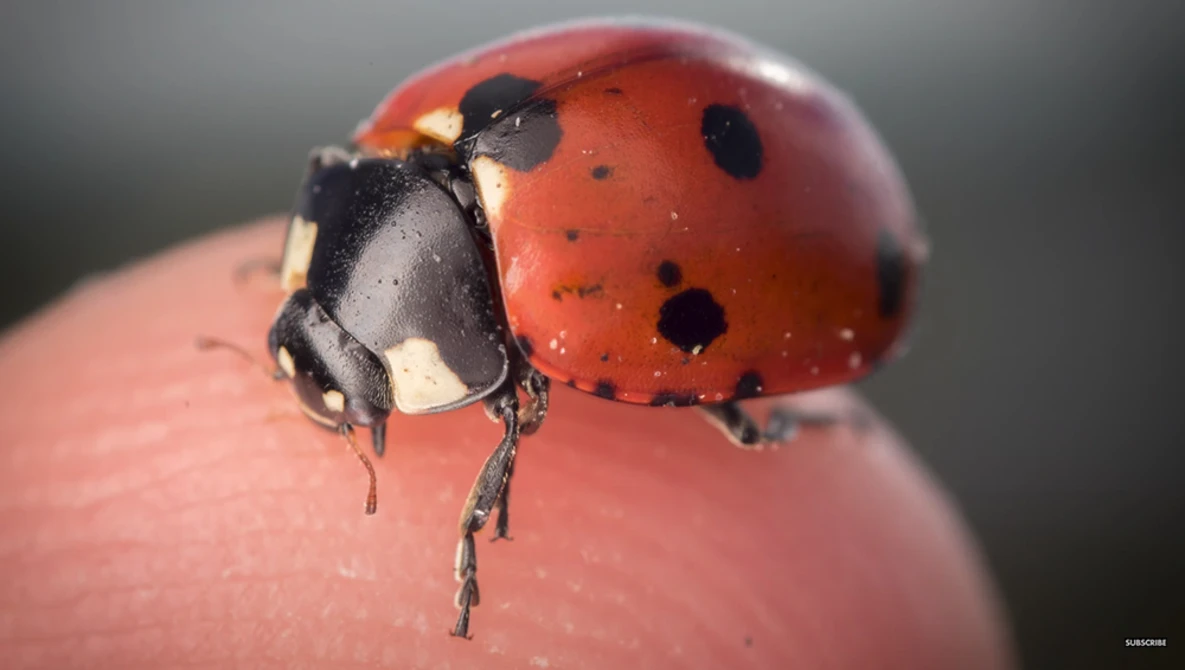 Watch 10 Camera/Flash Settings for Macro Photography on YouTube.