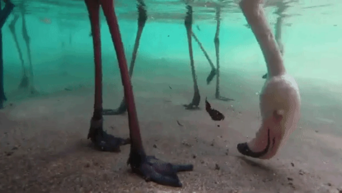 Watch Underwater Flamingo Feeding on YouTube.