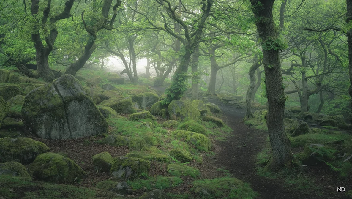 Watch 7 SIMPLE composition TIPS for WOODLAND PHOTOGRAPHY on YouTube.
