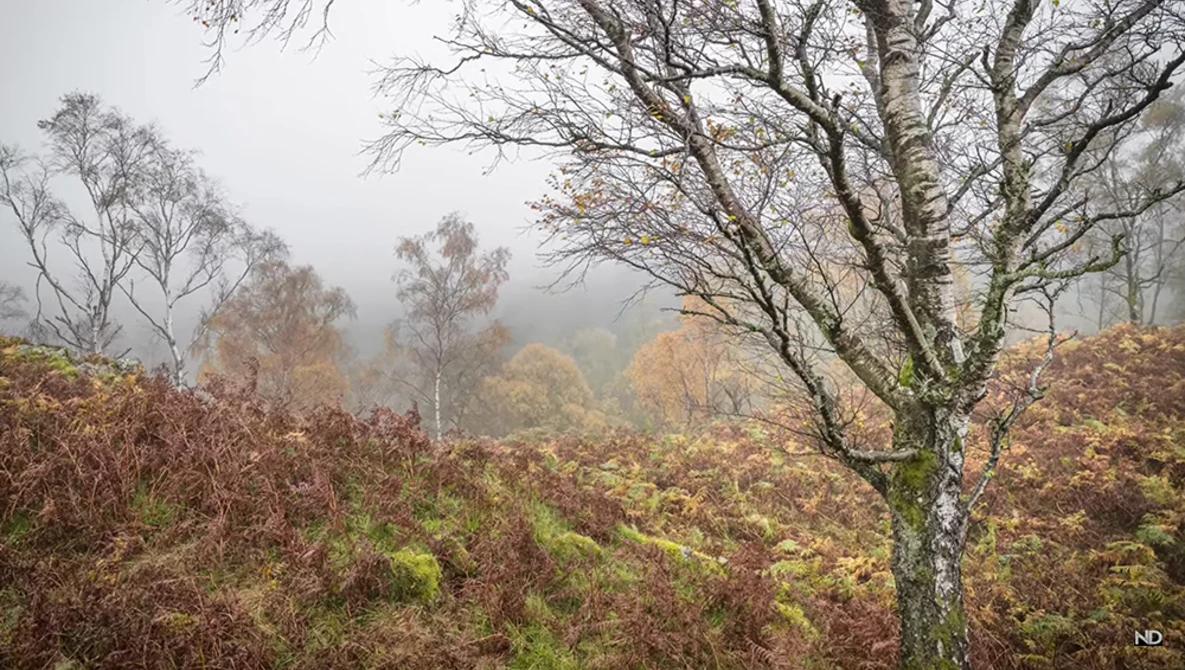 Watch Landscape Photography on Location: Shutter Speeds, ISO, Autumn Fog and Patience on YouTube.