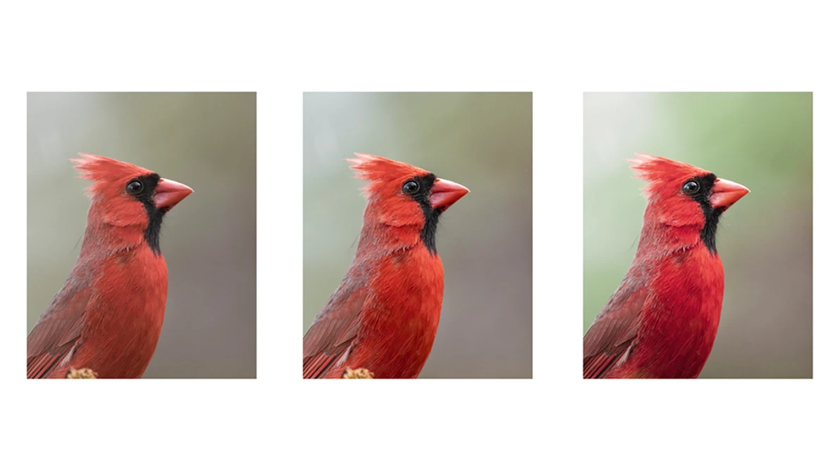 Watch Simple and Effective LIGHTROOM Edits for Birds! on YouTube.