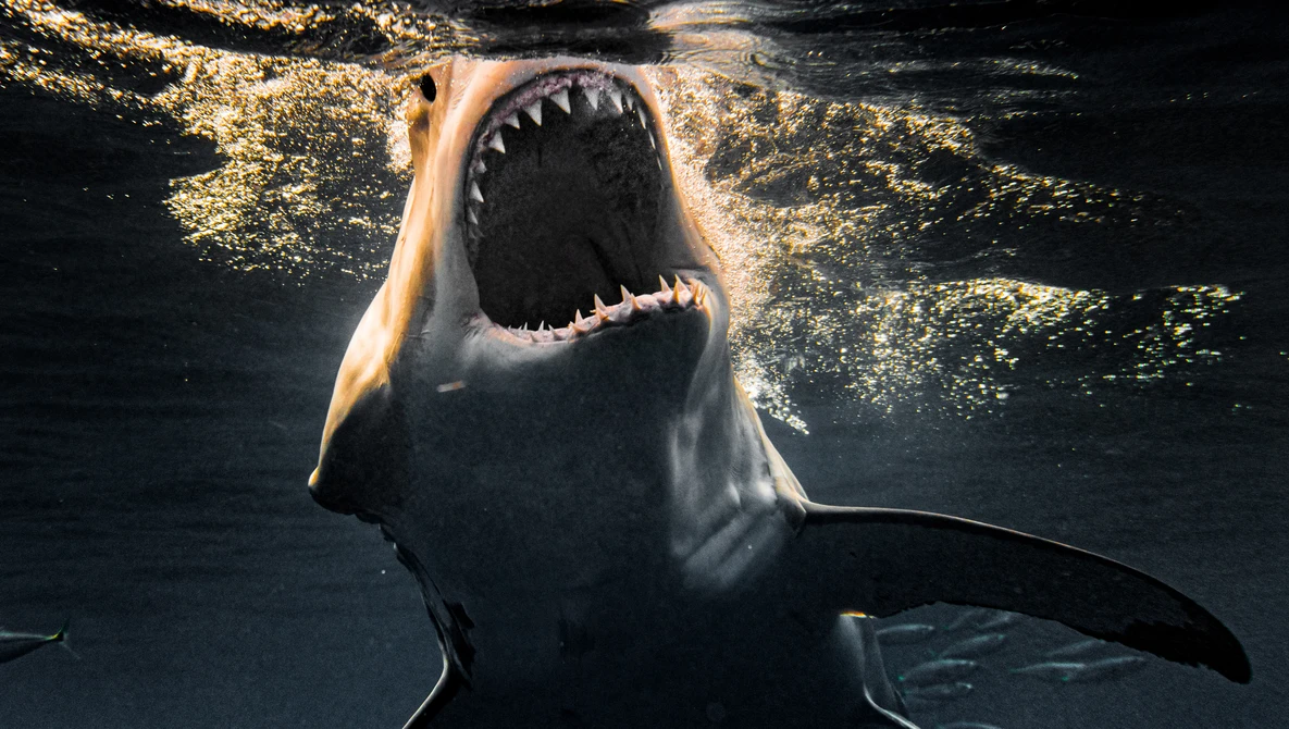 Watch Pro Surfer Matt Wilkinson Shark Encounter on YouTube.