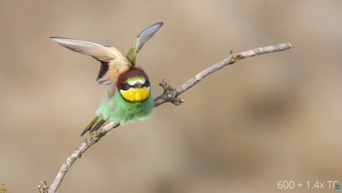 Watch Are Teleconverters worth it? Is cropping better? BIRD PHOTOGRAPHY Equipment on YouTube.