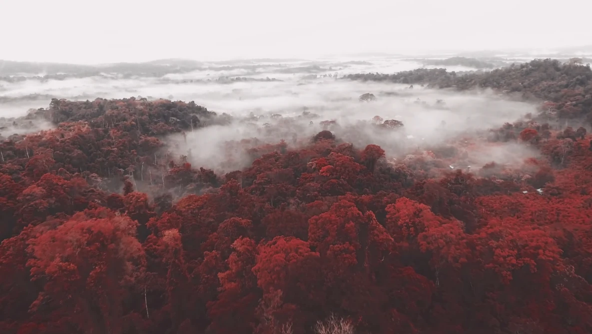 Watch The Surprising True Story of Kodak Aerochrome / Part One on YouTube.