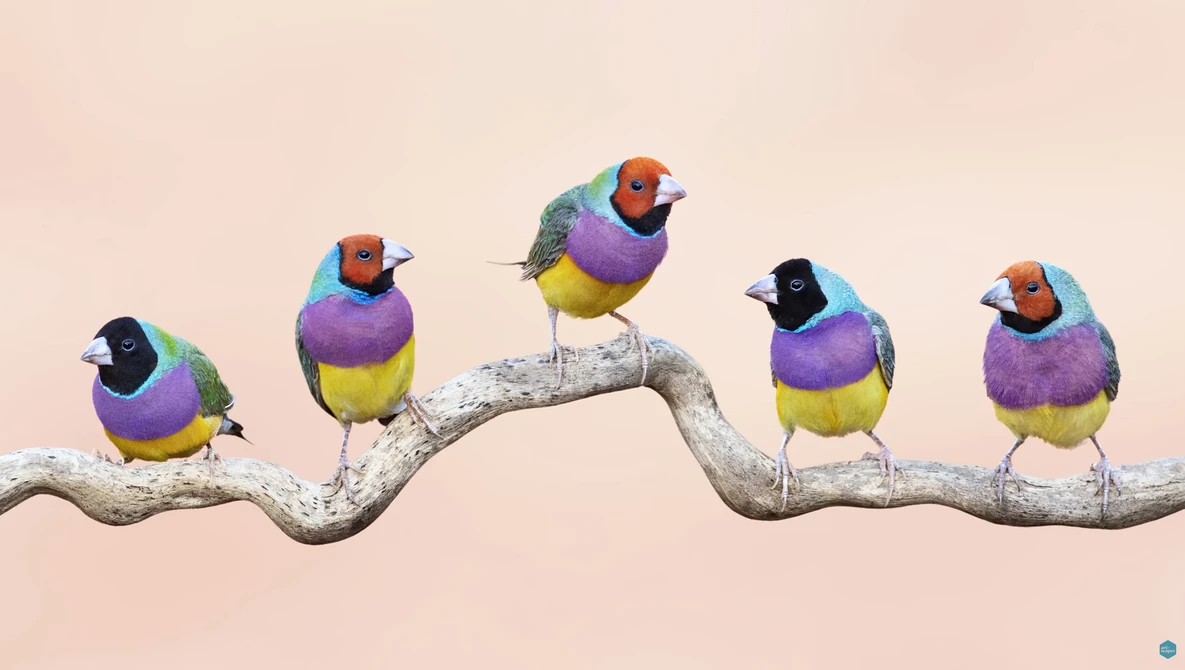 Watch Must-See Bird Photography Destinations on YouTube.