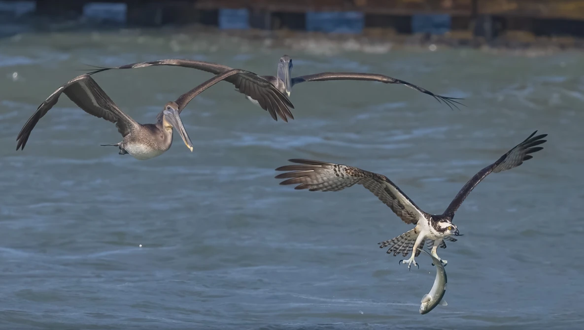 Watch Canon EOS R5 Canon RF 100-500  - First Impressions Bird Wildlife Photography on YouTube.