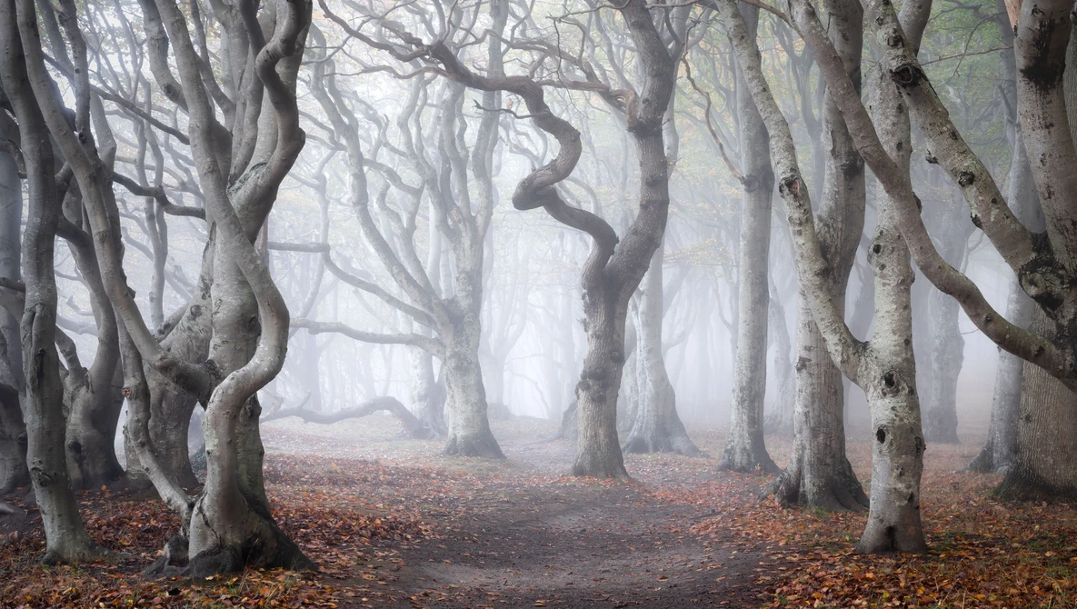Watch HOW to Photograph Forests 7 SIMPLE STEPS on YouTube.