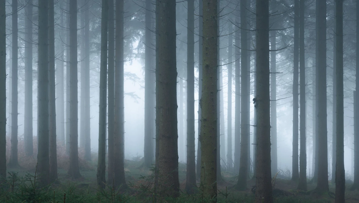 Watch It takes more than FOG for great FOREST photography on YouTube.