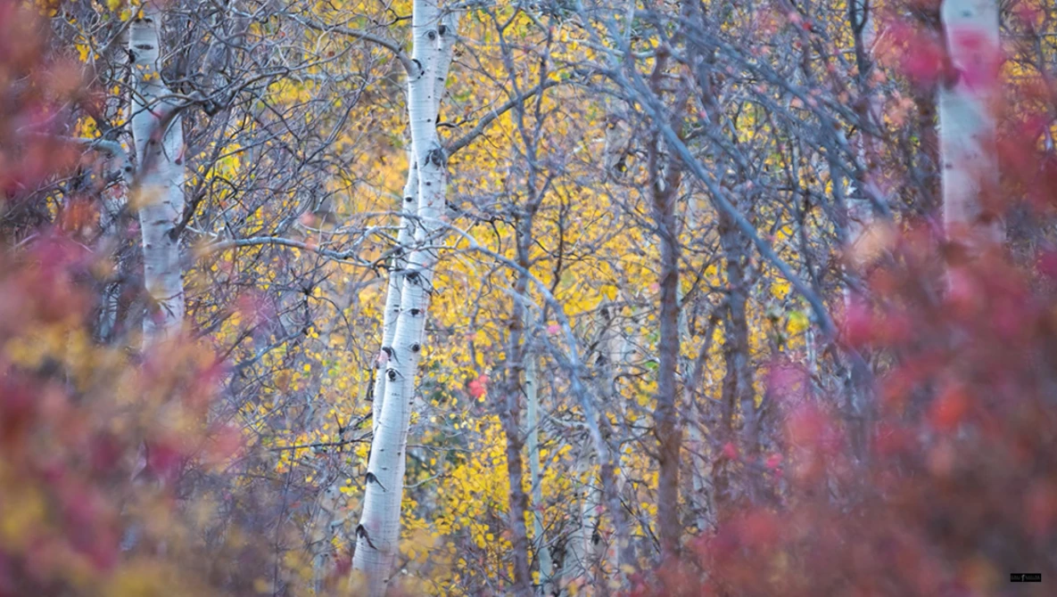 Watch 100-400mm Fall Color Landscape Photography in Utah p1 on YouTube.