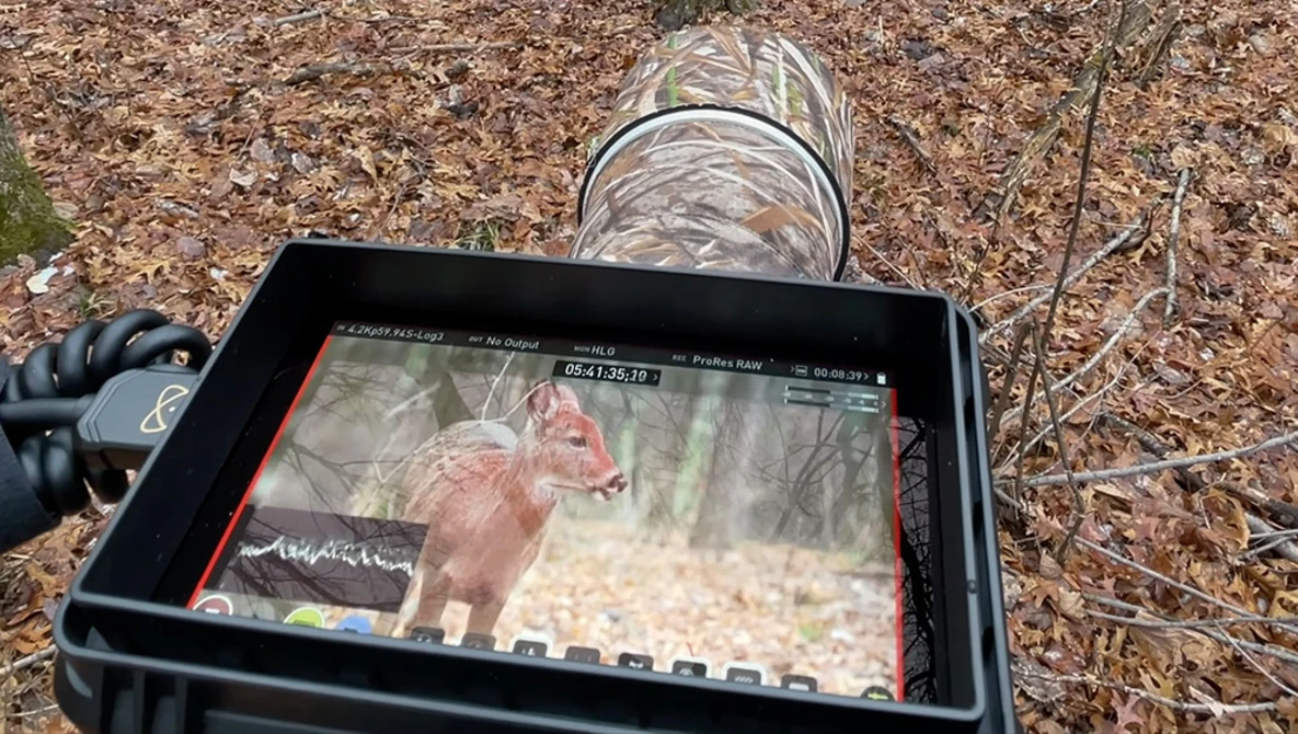 Watch Atomos Ninja V Review for Wildlife Video (w/ Sony a7S III) on YouTube.
