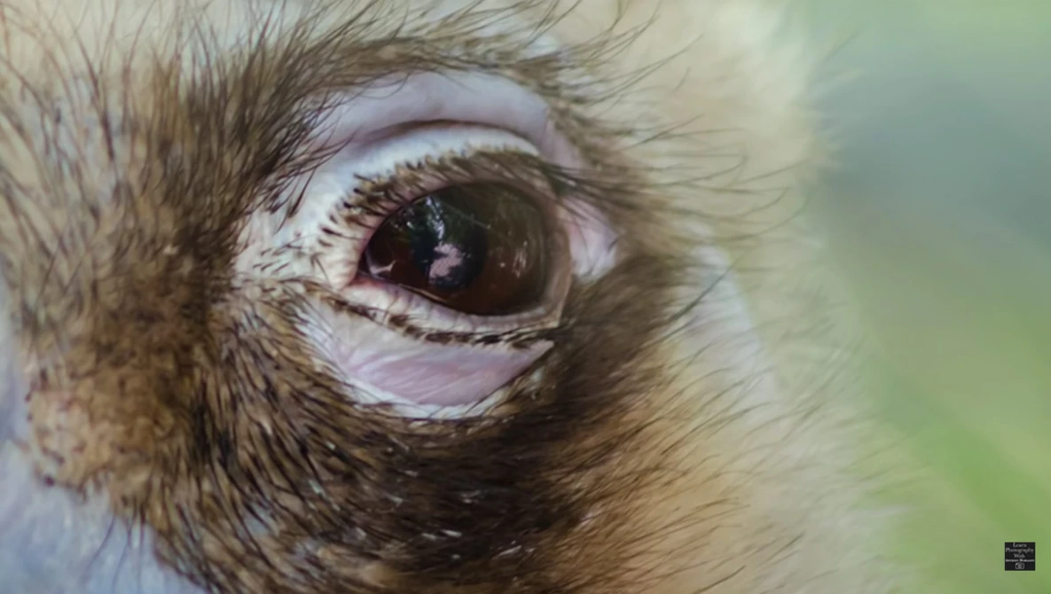 Watch Can Topaz SHARPEN AI Make A CHEAP LENS BETTER? on YouTube.