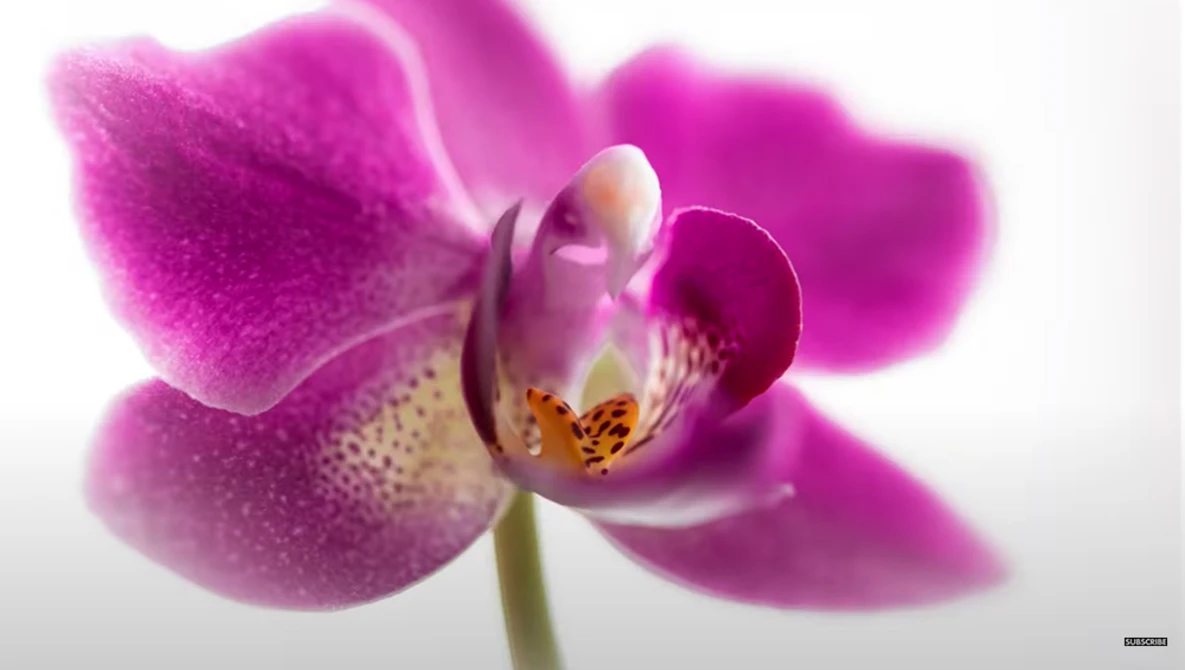 Watch Tamron 90mm f/2.8 Macro Lens Review and Sample Photos (Model F017 with VC) on YouTube.