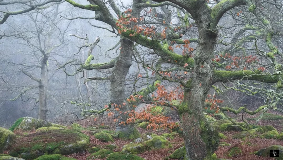 Watch Woodland Composition Walkthroughs & Fantastic Finds on YouTube.