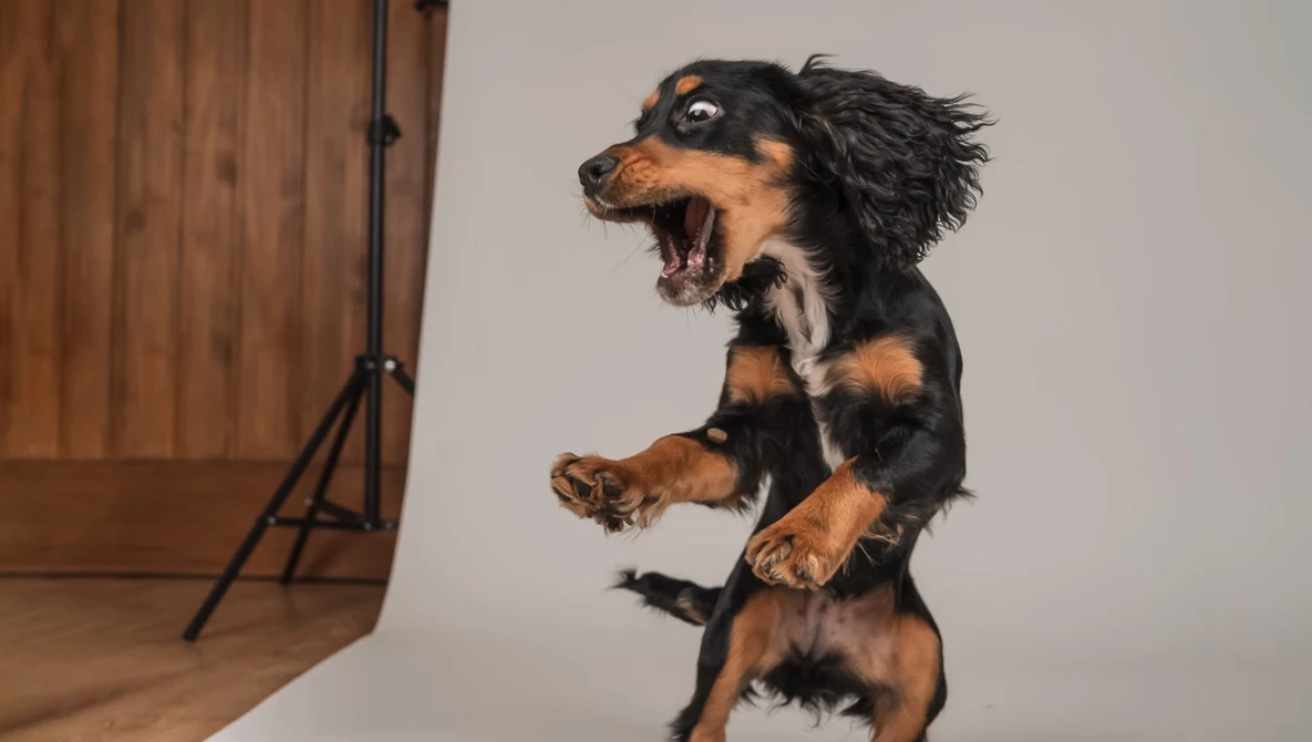 Watch How to Photograph Action in Studio: Freeze Motion like a Treat Catching Pro on YouTube.