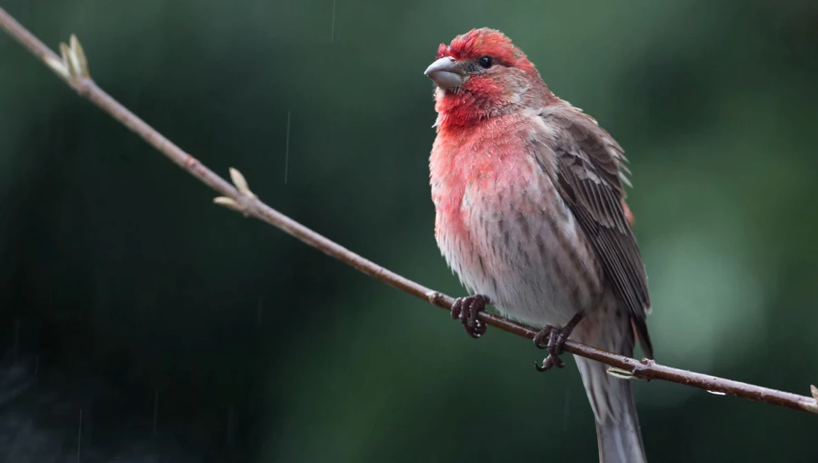 Watch Wildlife Photography in the Rain Tutorial on YouTube.