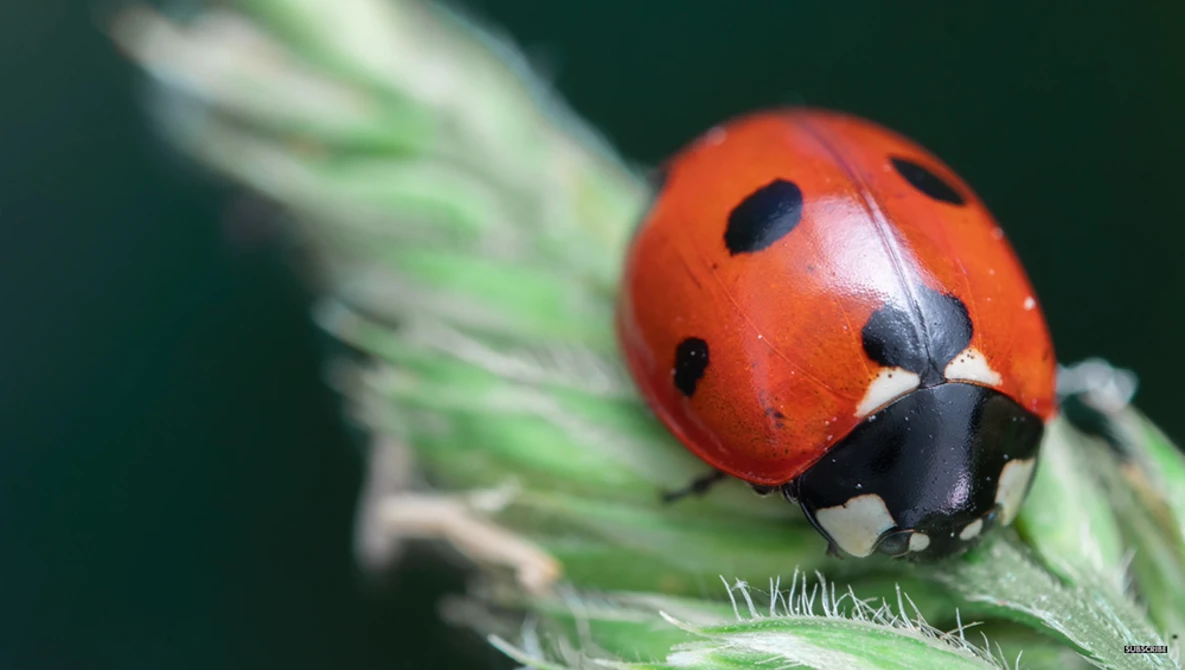 Watch How to take Sharp Macro Photos: 4 Things You Must Know on YouTube.