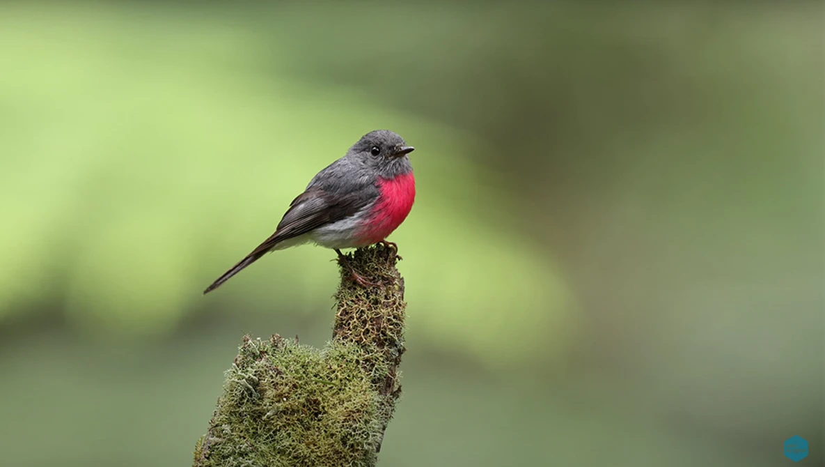 Watch Canon RF 100-500 vs EF 100-400 II | Is it WORTH UPGRADING to the RF 100-500? Bird Photography Review on YouTube.