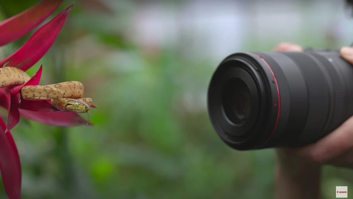 Watch Get closer, with images larger than life - Introducing the RF 100MM F2.8L MACRO IS USM lens on YouTube.