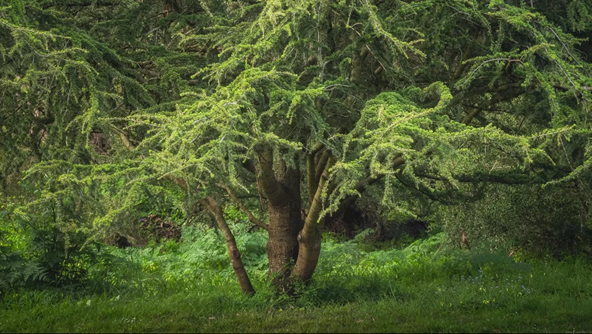 Watch Capturing Hidden Worlds in Golden Gate Park on YouTube.