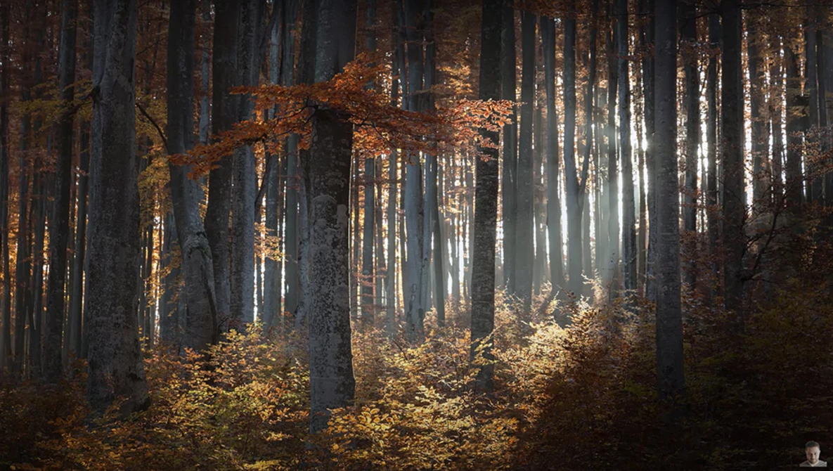 Watch 10 Tips on How to Photograph Trees [Landscape Photography Tips] on YouTube.