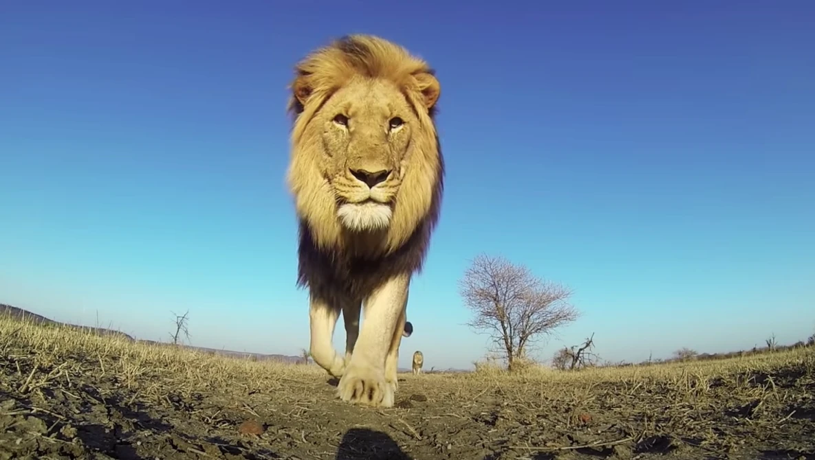 Watch GoPro: Top 10 Animal Encounters on YouTube.