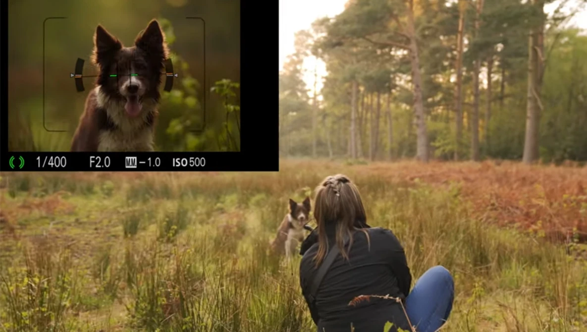Watch How to take Backlit Portrait Photographs of Dogs | Dog Photography at Golden Hour is here! on YouTube.