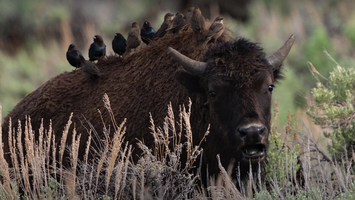 Watch Tips for Managing a Large Telephoto Lens Handheld on YouTube.