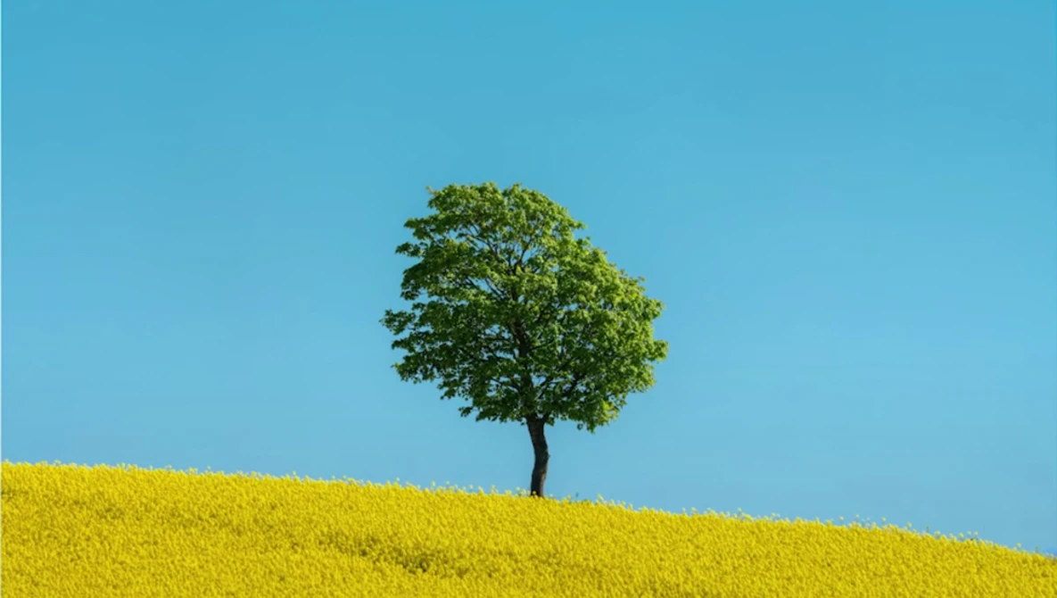 Watch Telephoto MINIMALIST Summer Photography on YouTube.