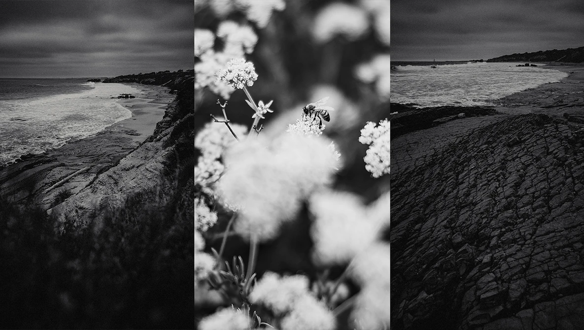 Black and white triptych of rocky coastal landscape with delicate white wildflowers in sharp focus.