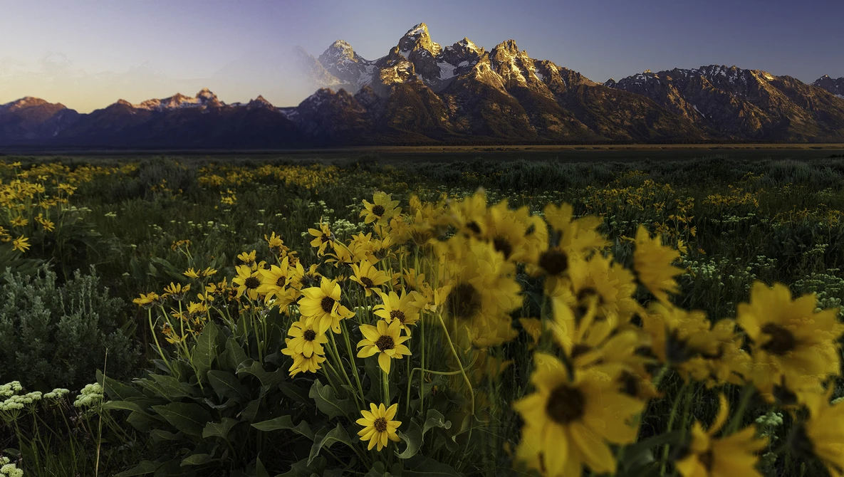Yellow wildflowers in meadow with jagged mountain peaks backlit by golden sunrise light.