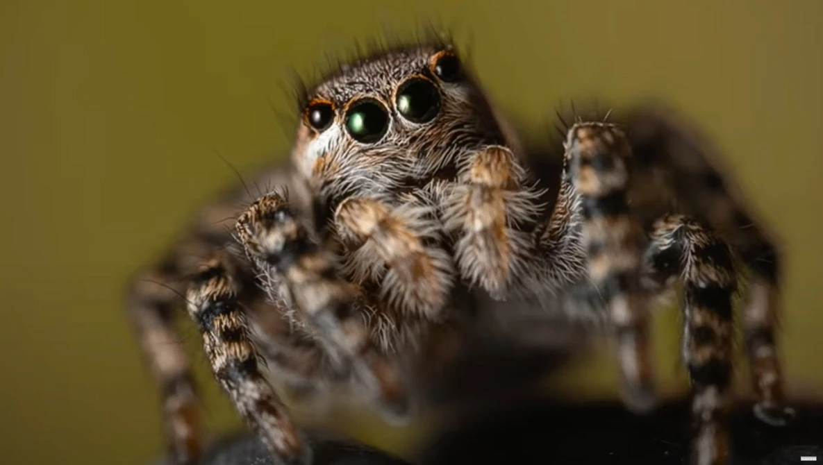 Watch 8 Beginner Mistakes in Macro Photography on YouTube.