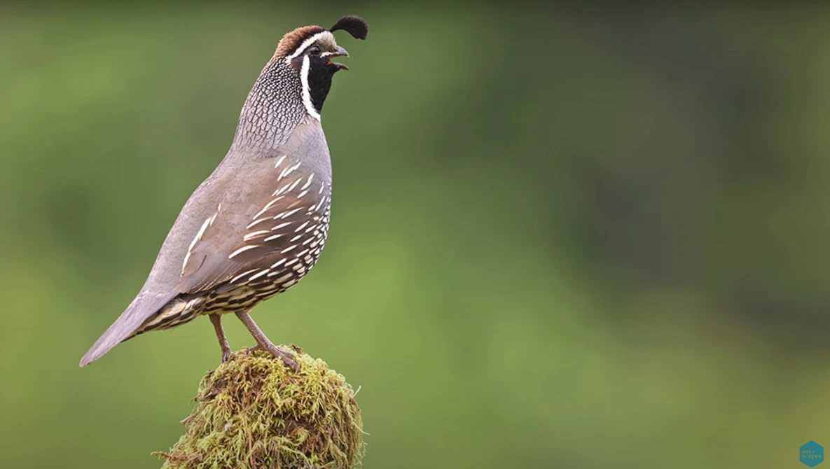 Watch How to take AMAZING Bird Photos | The Bird Photography Show EP.1  with Glenn Bartley & Jan Wegener on YouTube.